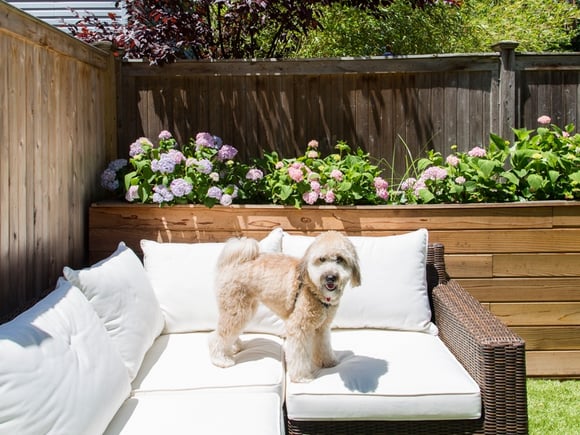 penny in backyard