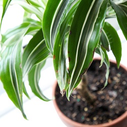 Dracaena