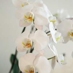 Orchids