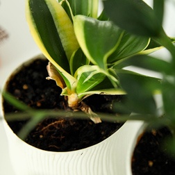 Air purifying plants