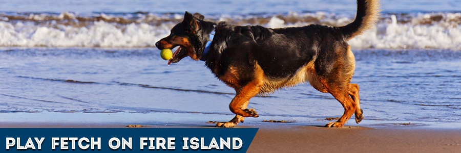 dog at beach