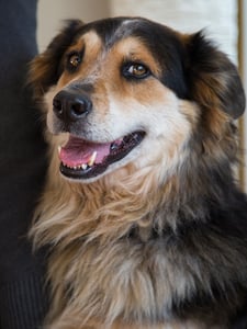 happy doge happy doge