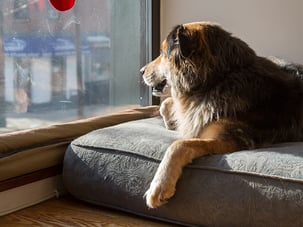 dog by window dog by window