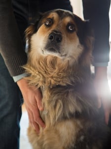 Charlie the dog Charlie the dog