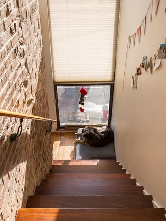 dog by window dog by window