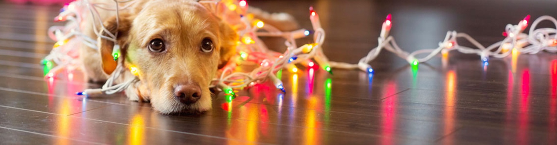 Pet-Friendly Holiday Decorating Tips